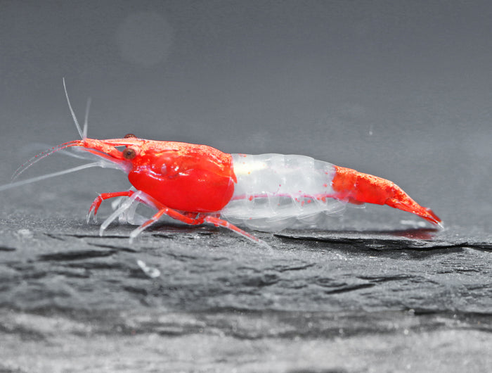 <h2>Neocardina Garnelen</h2>