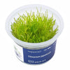 In-Vitro-Aquarienpflanzen – steril, sicher & garnelenfreundlich 🌱
