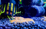 Krebse & Fächergarnelen – Exoten fürs Aquarium 🦞🌊