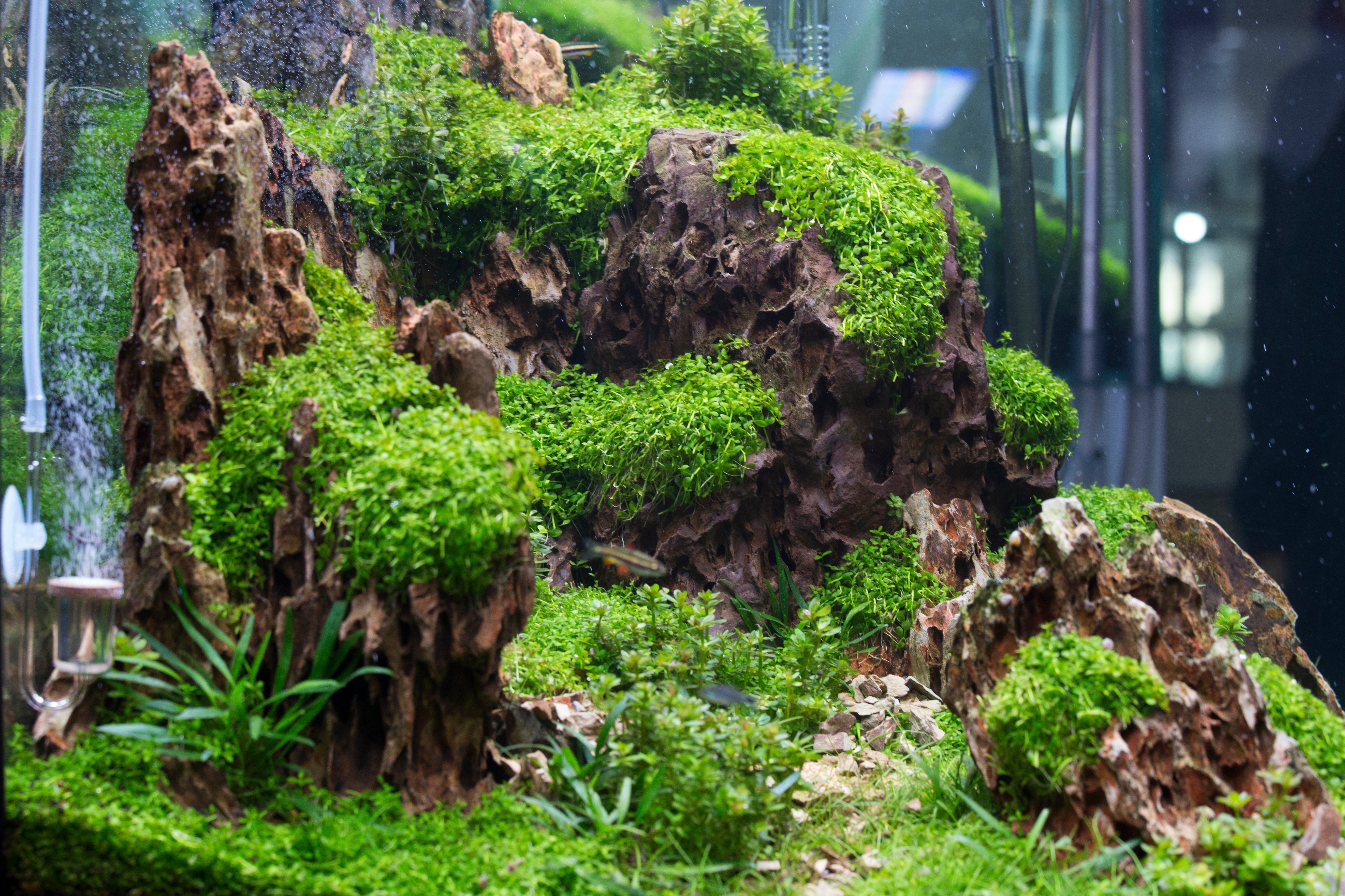 Aquarium Beleuchtung – Richtig wählen für Pflanzen & Tiere