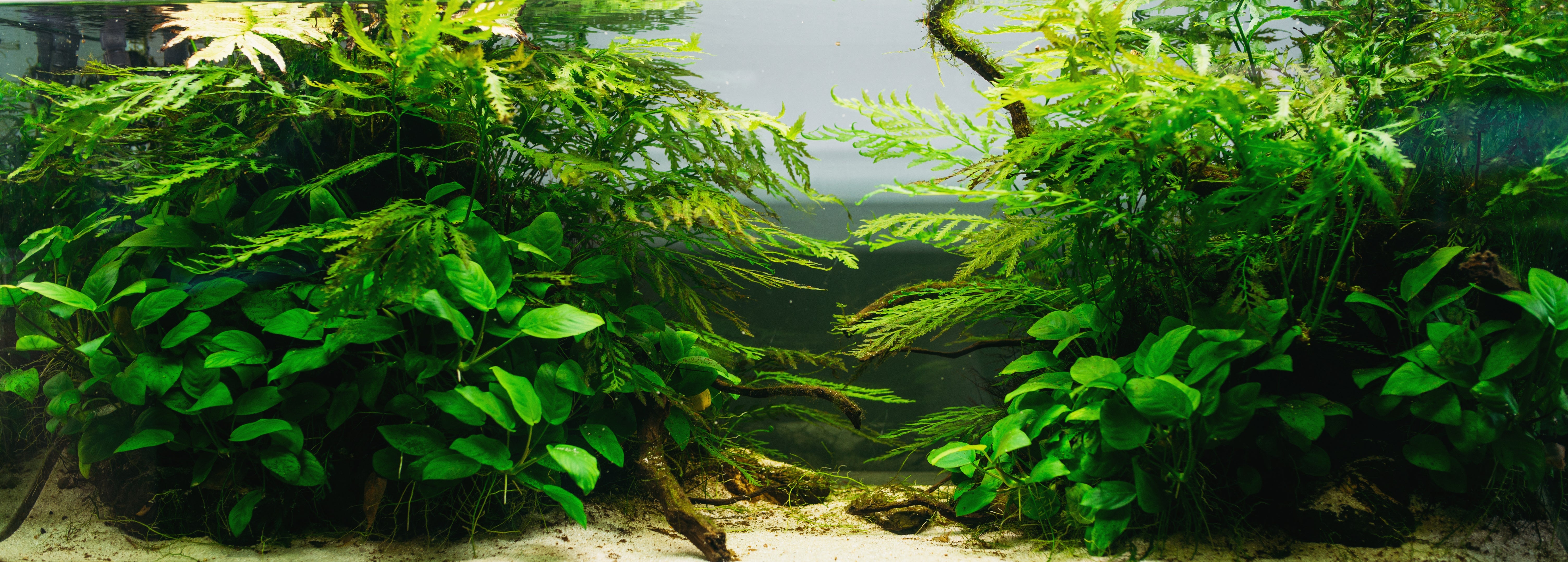 Aquarium einrichten – Zubehör & Tipps für Einsteiger 🐠