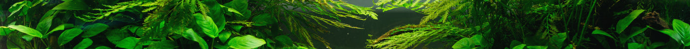 Aquarium einrichten – Zubehör & Tipps für Einsteiger 🐠