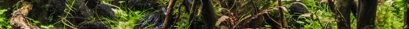Wasseraufbereiter im Aquarium – Klar, sicher & stabil 🌊