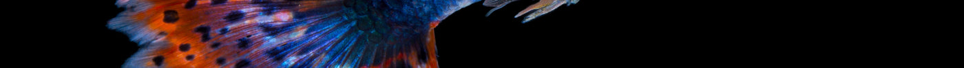 Aquarienfische: Arten, Haltung & Tipps für Einsteiger 🐠