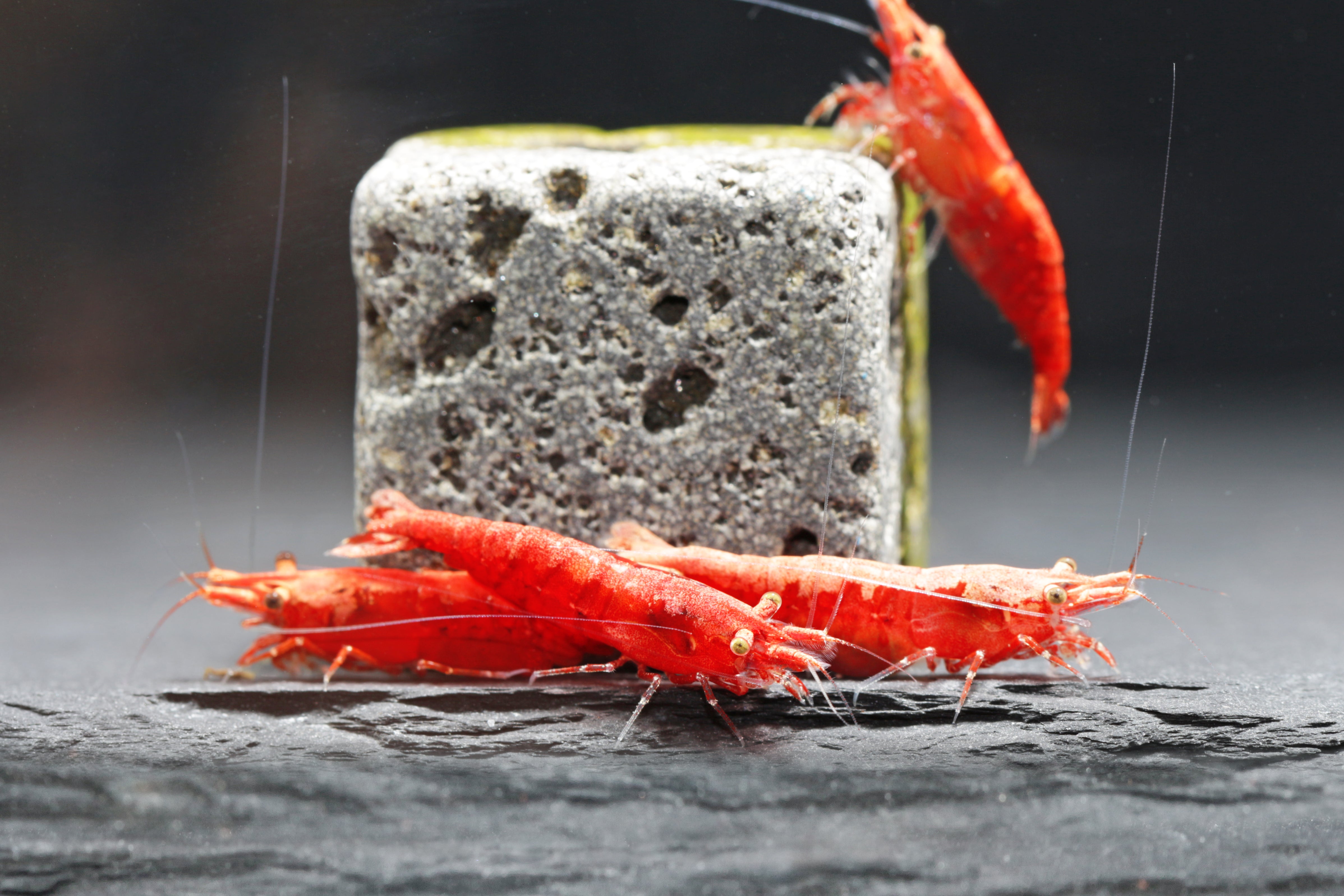 Zwerggarnelen im Aquarium – Arten, Haltung & Tipps 🦐