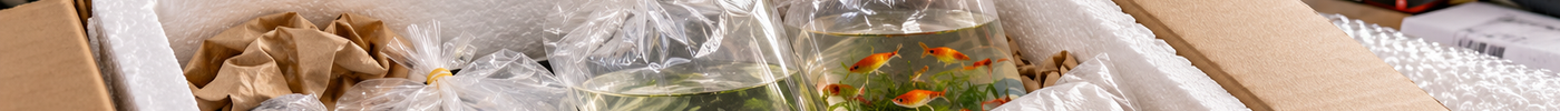 Sicher verpackt, verantwortungsvoll versendet – so kommt deine Bestellung von Shrimp Liebhaber zu dir 🦐📦