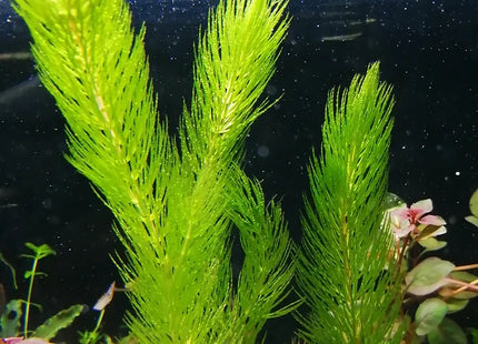 Ceratophyllum demersum - Hornkraut - Bund