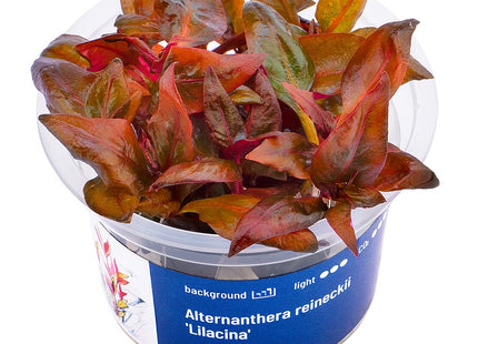 Alternanthera reineckii 'Lilacina' -In Vitro