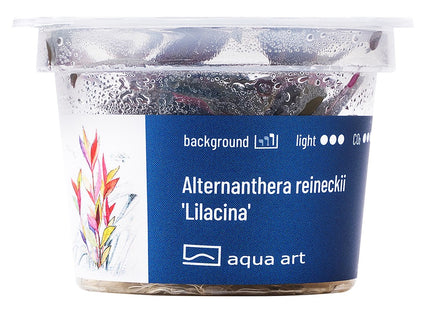 Alternanthera reineckii 'Lilacina' -In Vitro