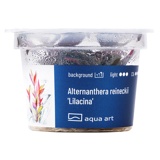 Alternanthera reineckii 'Lilacina' -In Vitro