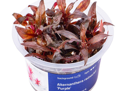 Alternanthera reineckii 'Purple' - In Vitro