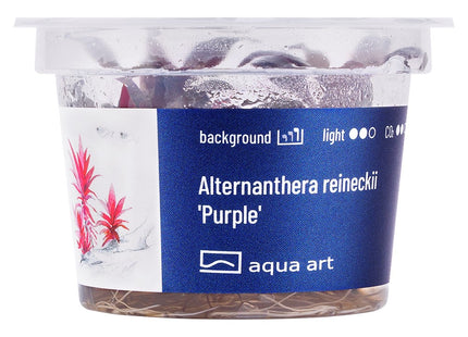 Alternanthera reineckii 'Purple' - In Vitro