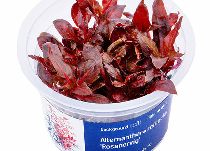 Alternanthera reineckii 'Rosanervig' - InVitro