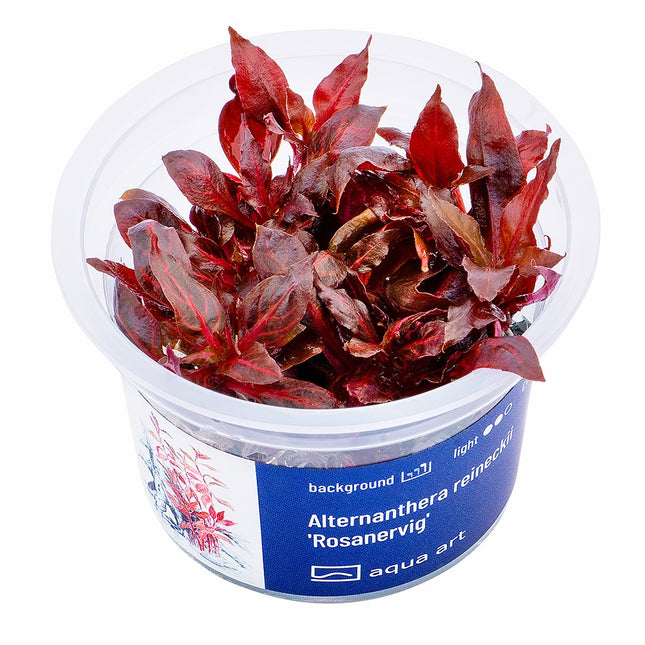 Alternanthera reineckii 'Rosanervig' - InVitro