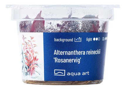 Alternanthera reineckii 'Rosanervig' - InVitro
