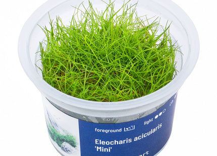 Eleocharis acicularis 'Mini' - In Vitro