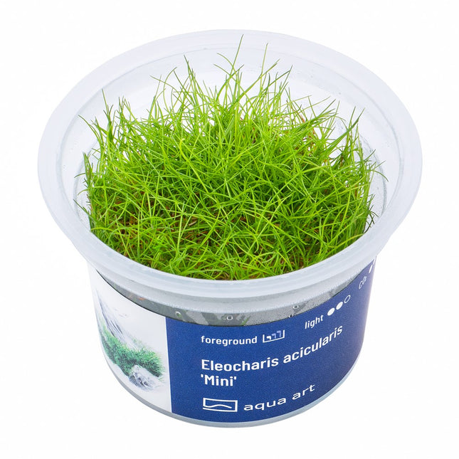 Eleocharis acicularis 'Mini' - In Vitro