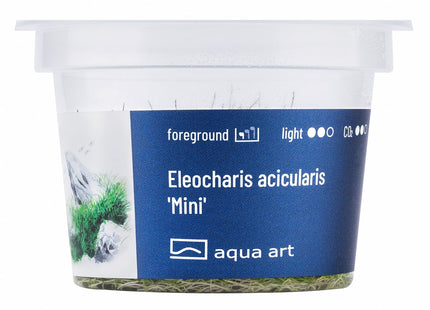 Eleocharis acicularis 'Mini' - In Vitro