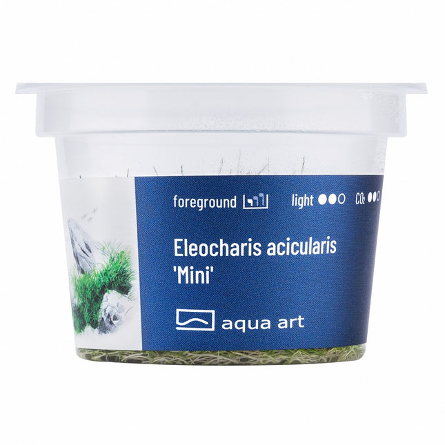 Eleocharis acicularis 'Mini' - In Vitro