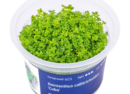 Hemianthus callitrichoides 'Cuba' - In Vitro