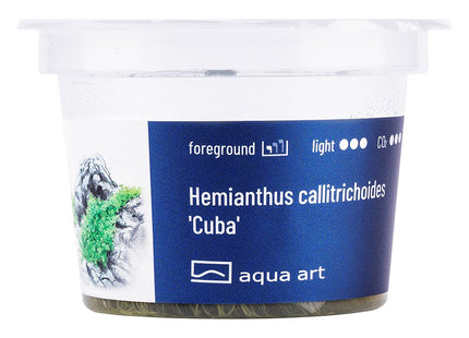 Hemianthus callitrichoides 'Cuba' - In Vitro