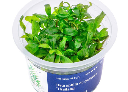 Hygrophila corymbosa 'Thailand' - In Vitro