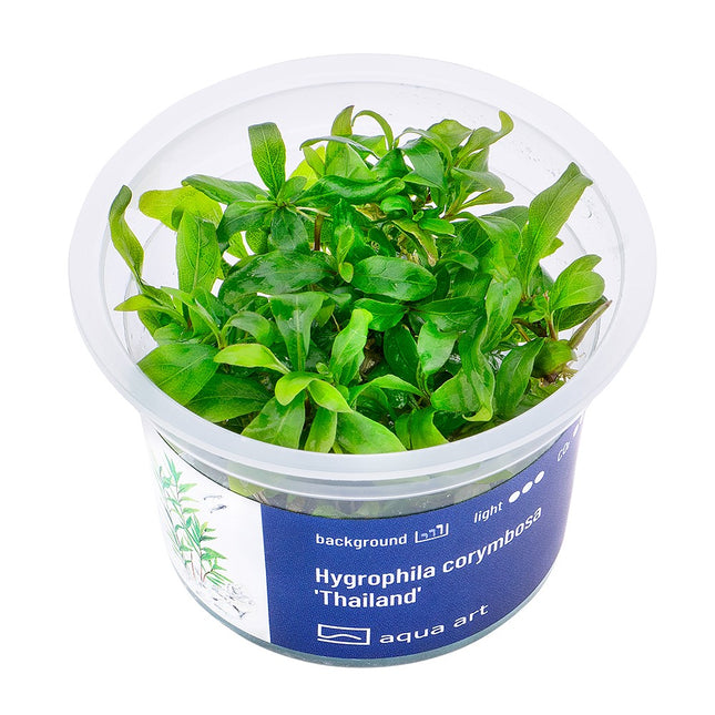 Hygrophila corymbosa 'Thailand' - In Vitro