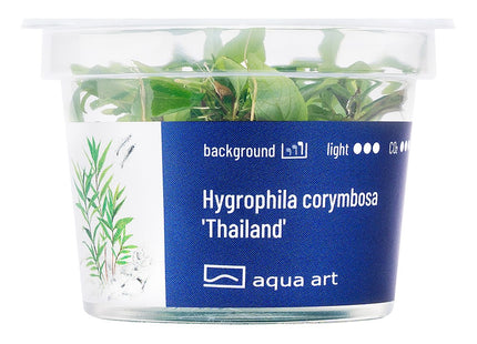 Hygrophila corymbosa 'Thailand' - In Vitro