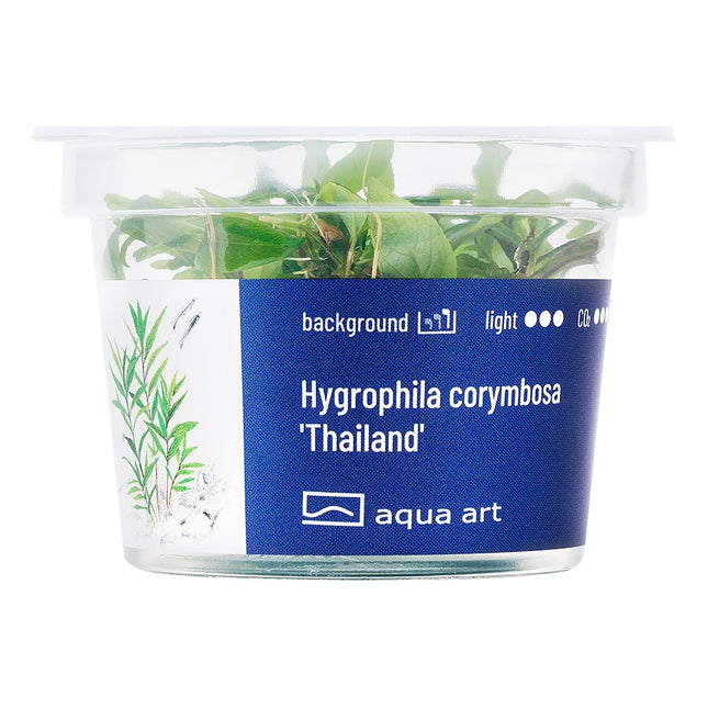Hygrophila corymbosa 'Thailand' - In Vitro