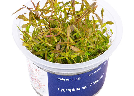 Hygrophila sp. 'Araguaia' - In Vitro