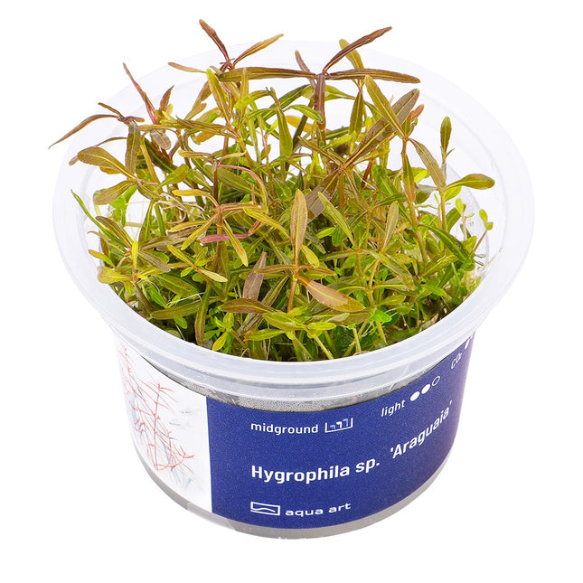 Hygrophila sp. 'Araguaia' - In Vitro