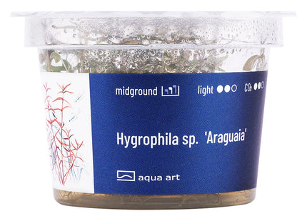 Hygrophila sp. 'Araguaia' - In Vitro