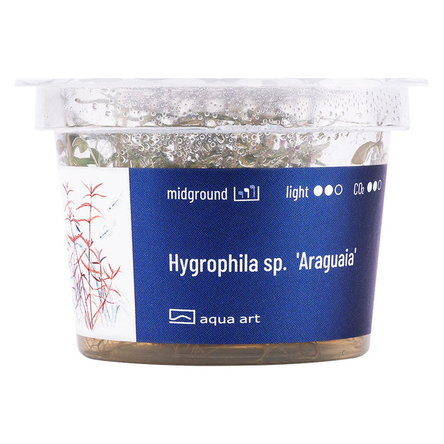 Hygrophila sp. 'Araguaia' - In Vitro