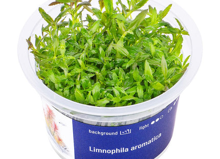 Limnophila aromatica - In Vitro