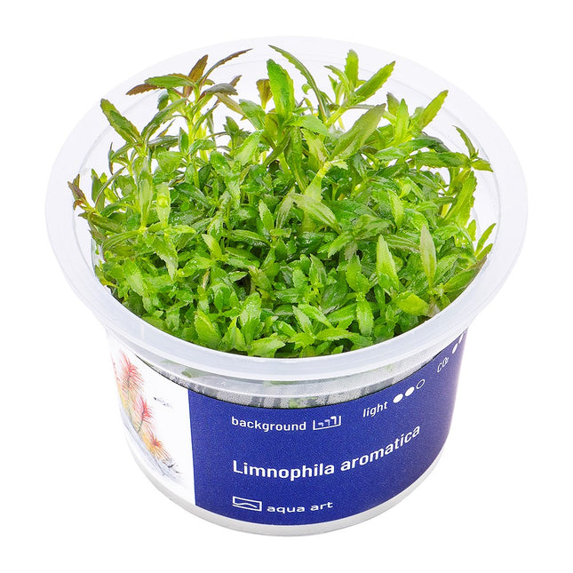 Limnophila aromatica - In Vitro