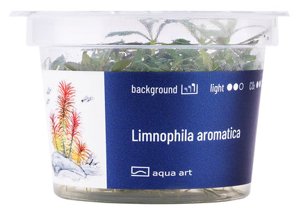Limnophila aromatica - In Vitro
