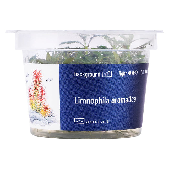 Limnophila aromatica - In Vitro