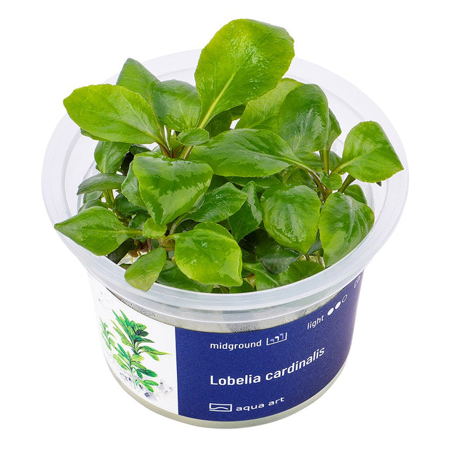 Lobelia cardinalis - In Vitro
