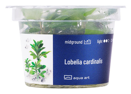 Lobelia cardinalis - In Vitro