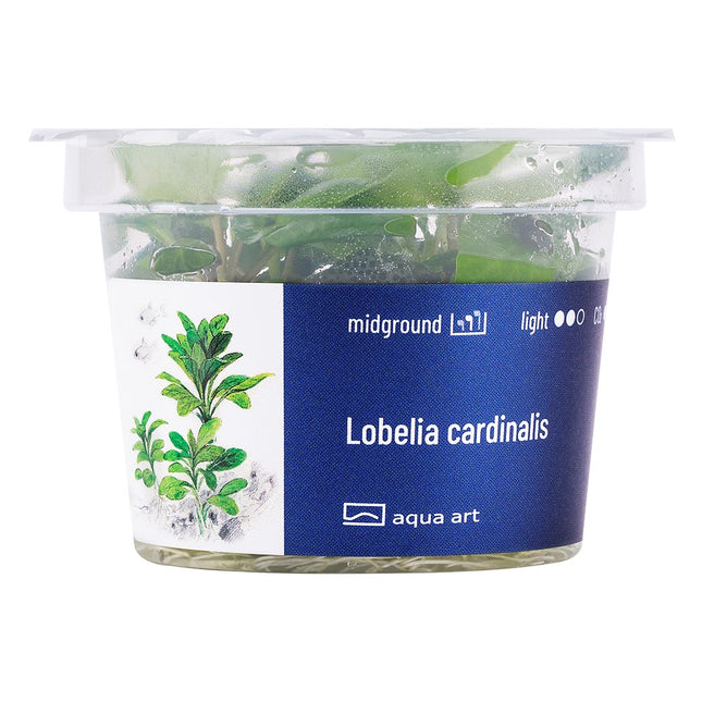 Lobelia cardinalis - In Vitro