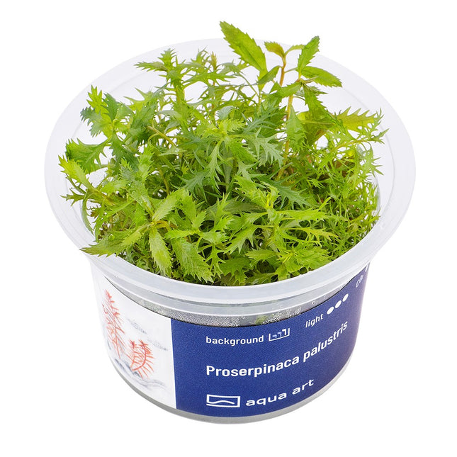 Proserpinaca palustris - In Vitro