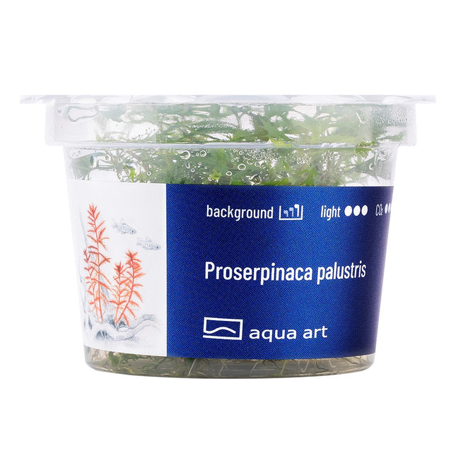 Proserpinaca palustris - In Vitro