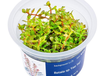 Rotala sp.'Yao Yai' - In Vitro