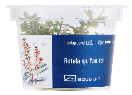 Rotala sp.'Yao Yai' - In Vitro