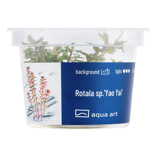 Rotala sp.'Yao Yai' - In Vitro