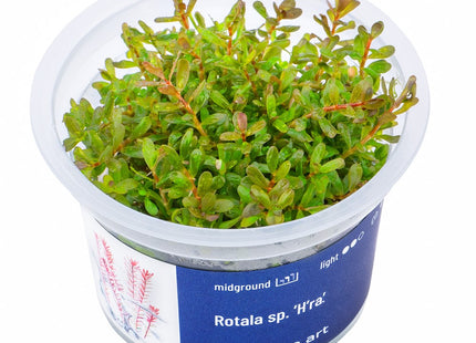 Rotala sp. ’H’ra’ - In Vitro