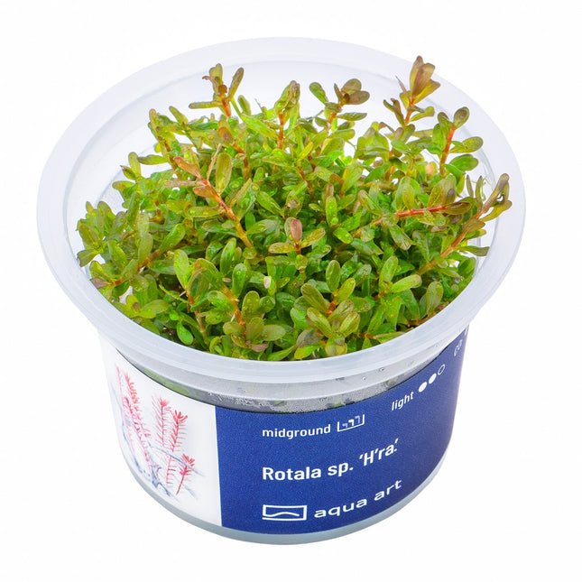 Rotala sp. ’H’ra’ - In Vitro
