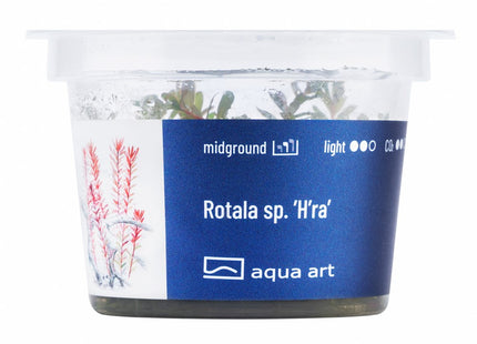 Rotala sp. ’H’ra’ - In Vitro