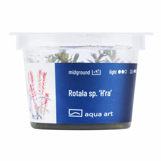 Rotala sp. ’H’ra’ - In Vitro
