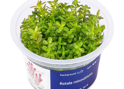 Rotala rotundifolia - In Vitro